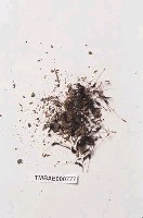 藏品(東亞小金髮苔)的圖片